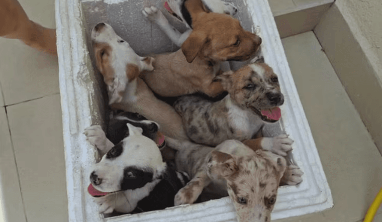 Mulher é flagrada abandonando sete filhotes de cachorro na Região da Pampulha, em BH