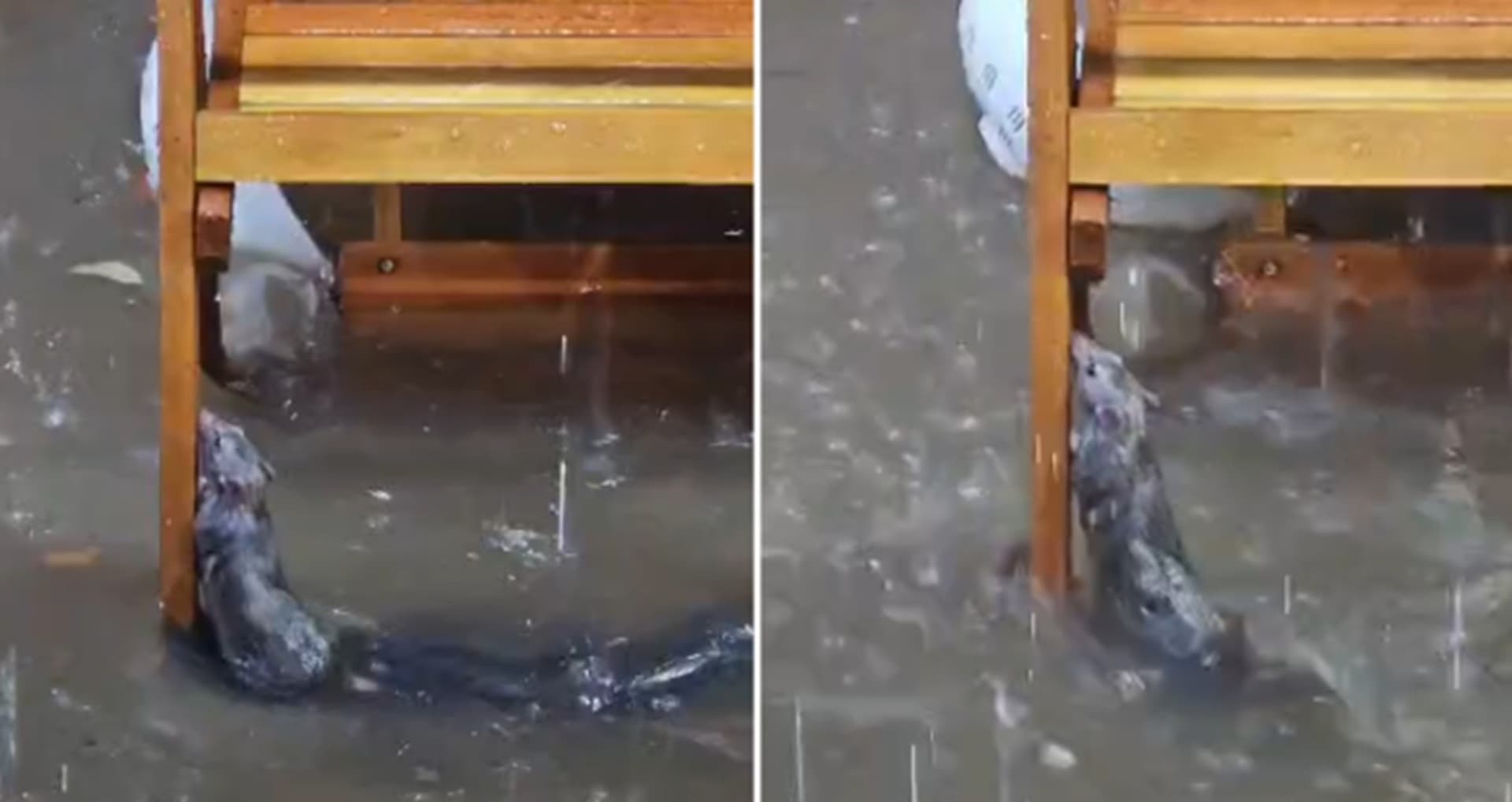 Rato se agarra em cadeira durante temporal em Juiz de Fora