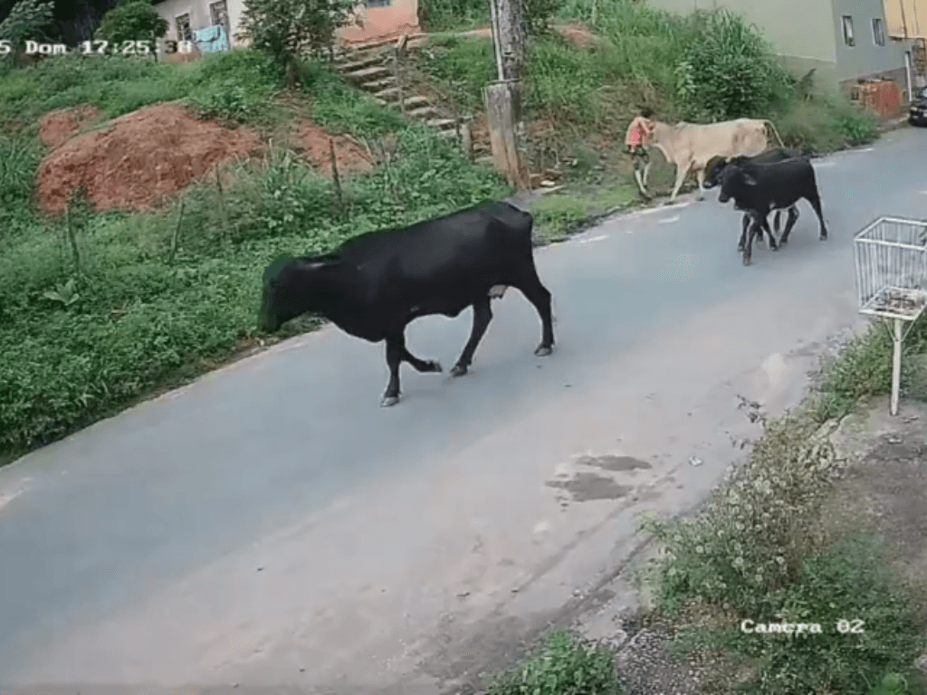 Vídeo mostra momento em que menino de 12 anos é derrubado por vaca em Teófilo Otoni