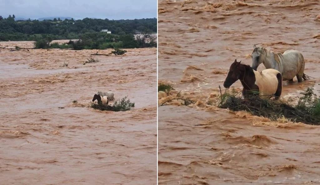 Cavalos ficam ilhados no Rio São Francisco após chuvas em Pirapora