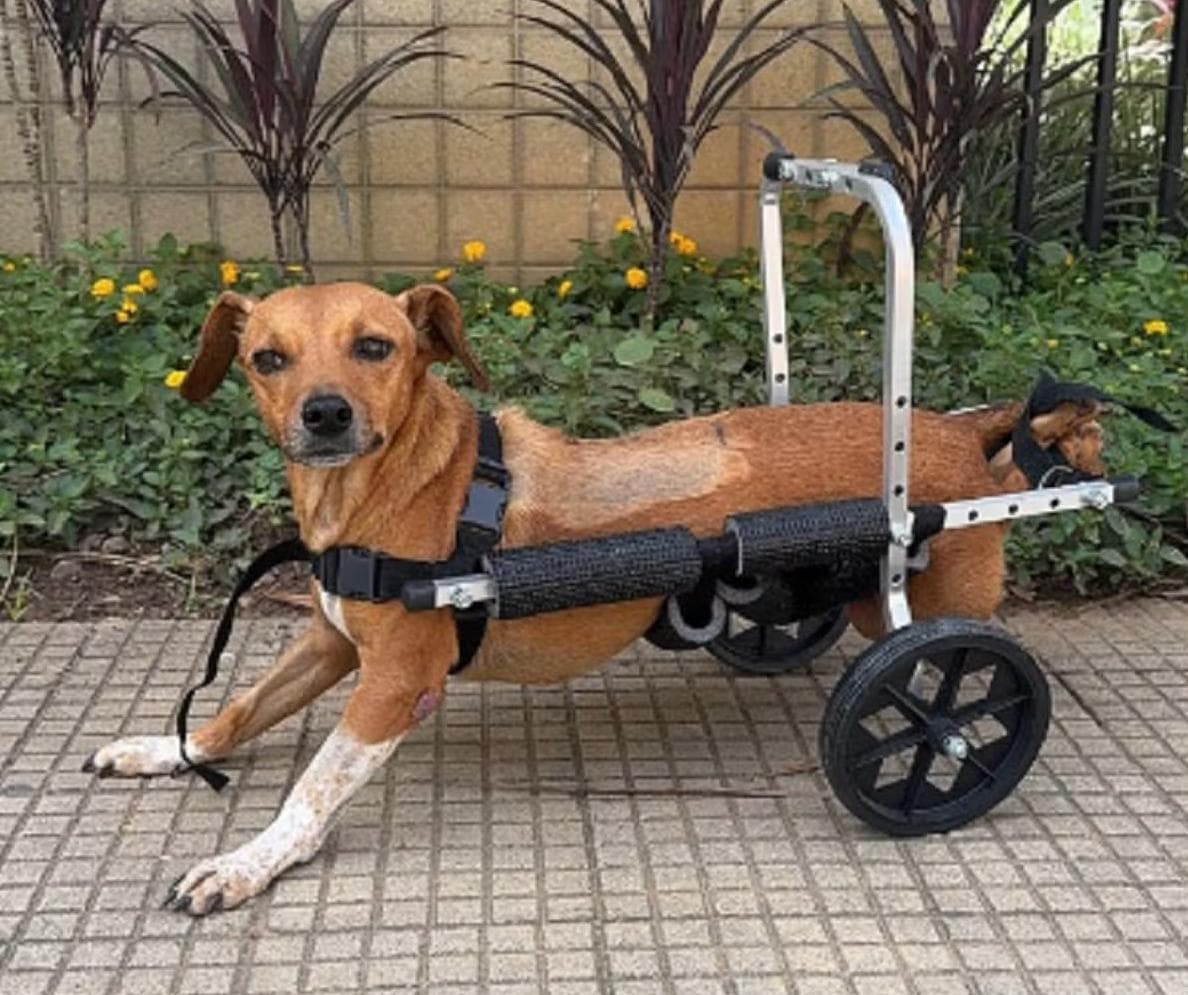 Foto: Reprodução/Redes sociais