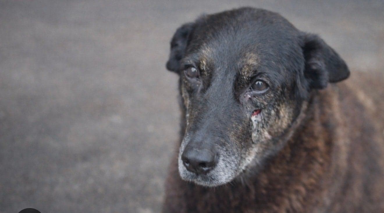 Exumação do cão Orelha não identifica causa da morte e caso vai para o MP
