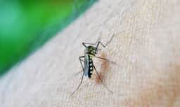 Foto: nuzeee/Pixaba/ Agência Brasil