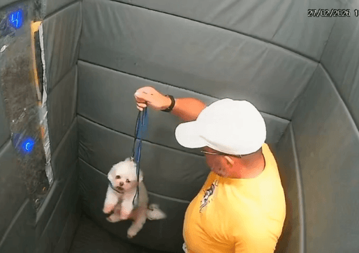 Guarda aposentado agride cachorro em elevador e pode responder por maus-tratos em SP
