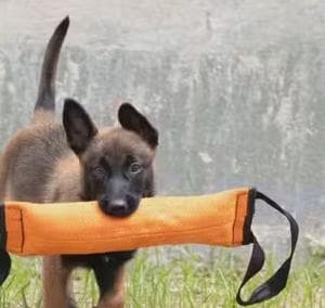 Foto: Guarda Municpal/Reprodução