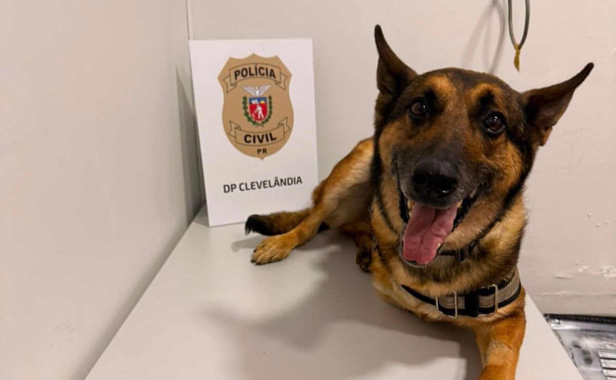Raio, o cão policial, voltou às operações após período aposentado - Foto: Divulgação/PCPR
