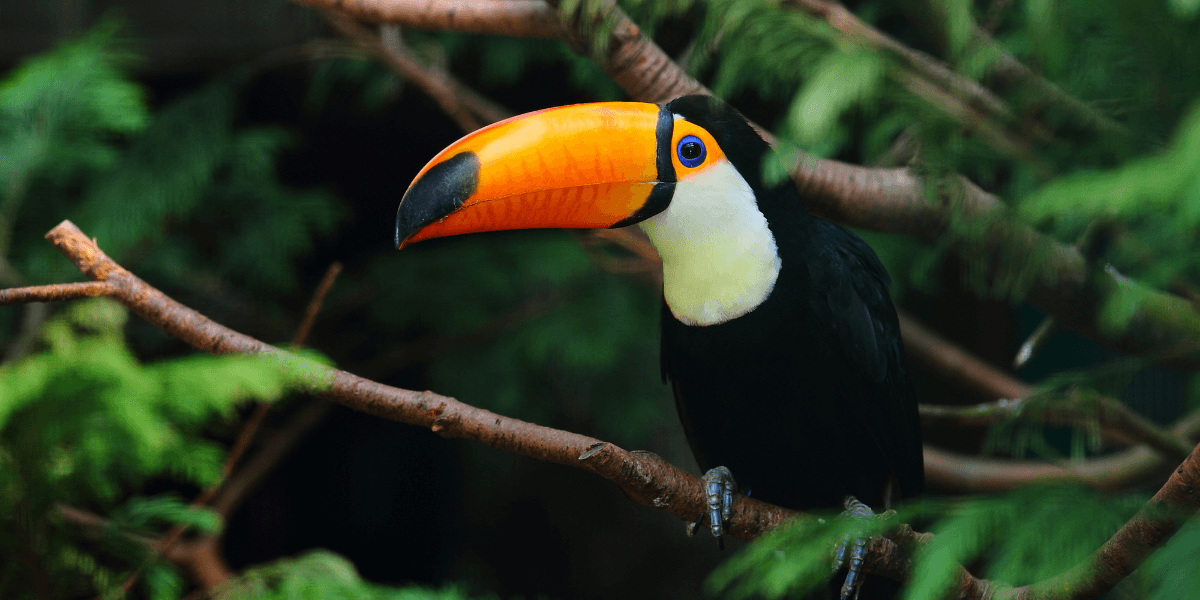 Tucano - Foto: Freepik