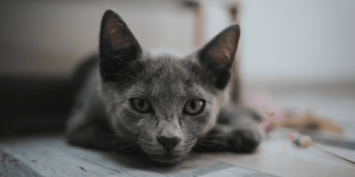 Gato - Foto: Freepik