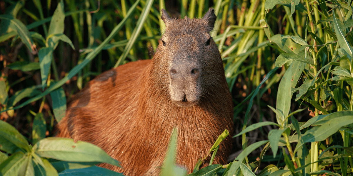 Capivara | Imagem ilustrativa - Foto: Freepik