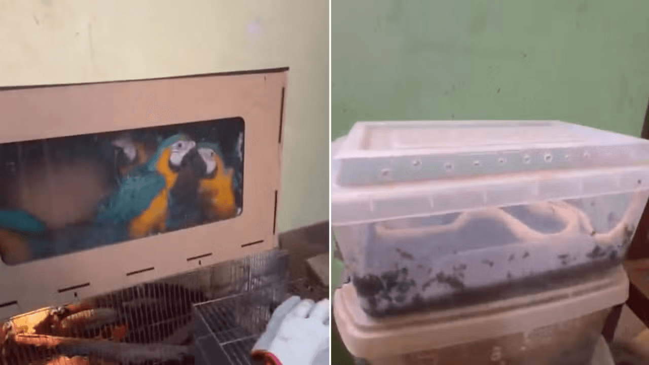 Animais silvestres apreendidos na Grande BH